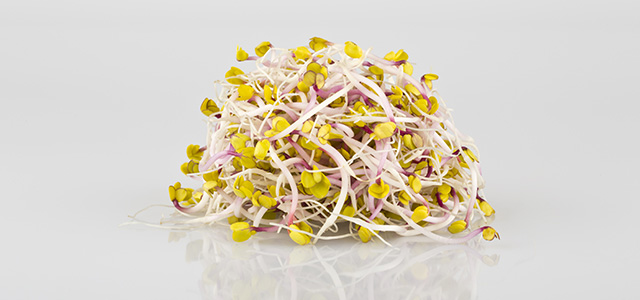 Kiem-X Germes de radis china rose