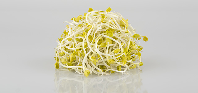 Kiem-X Germes de radis daikon
